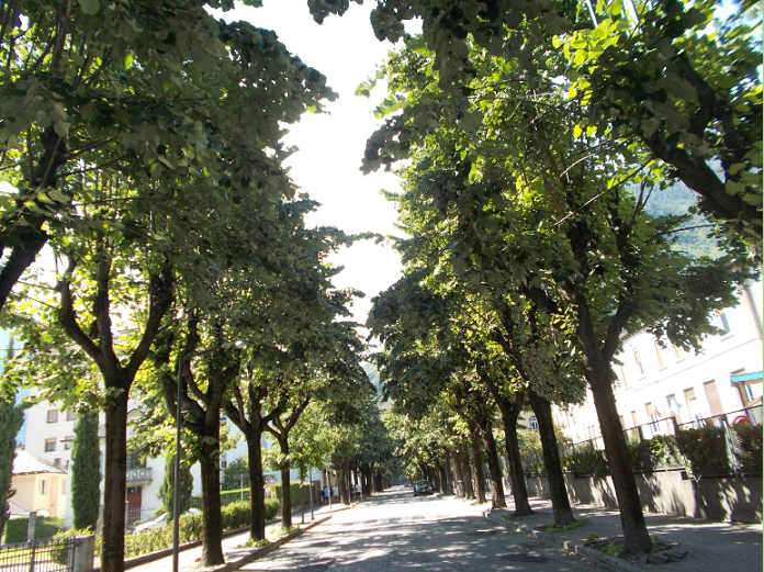 viale_alberato